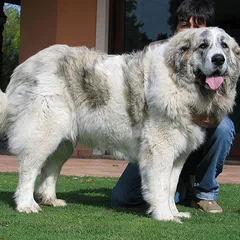 Pyrenäen-Mastiff