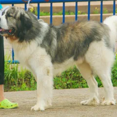 Pyrenese Mastiff
