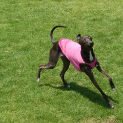 Pequeno Galgo Italiano