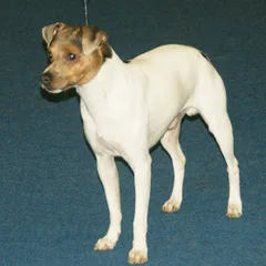 Terrier brésilien