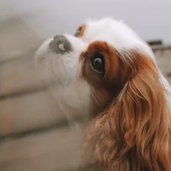 Cavalier King Charles