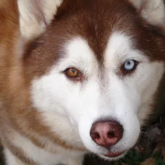 Husky siberiano