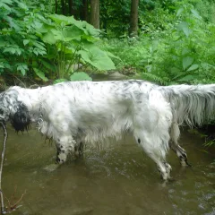 Englischer Setter