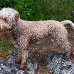 Lagotto Romagnolo