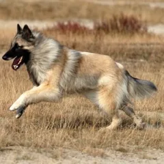 Berger Belge Tervueren