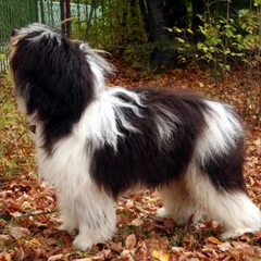 Berger polonais de plaine