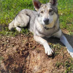 Saarlooswolfhond