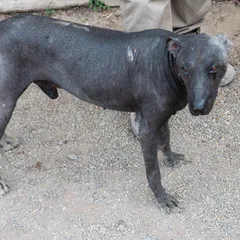 Peruaanse naakthond
