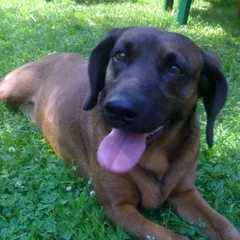 Chien rouge de Bavière