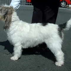 Grand Griffon Vendéen