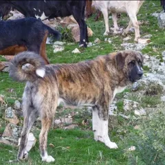 Spaanse Mastiff