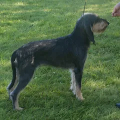 Italiaanse lopende hond