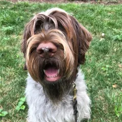 Wirehaired Pointing Griffon