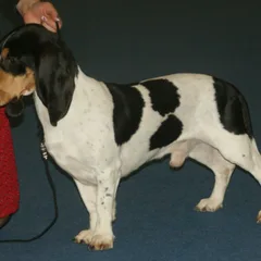 Petit Chien Courant Suisse