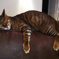 Toyger