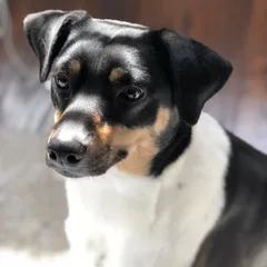 Ratonero Bodeguero Andaluz