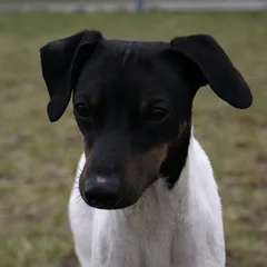 Terrier japonais