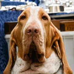 Sabueso de San Huberto