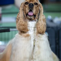 Cocker Américain