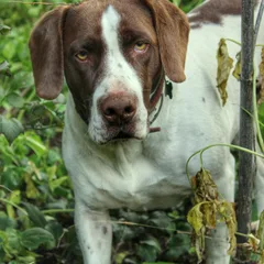 Burgos-Vorstehhund