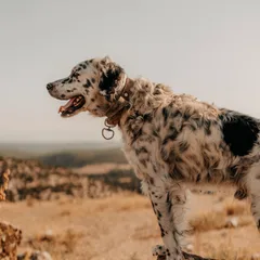 Burgos Pointer