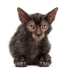 Lykoi
