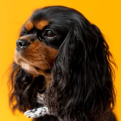 King Charles Spaniel