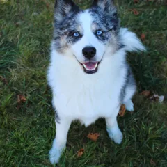 Pomsky