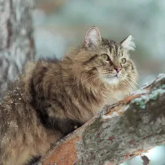 Sibérien