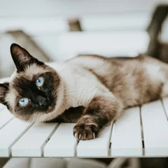 Thai