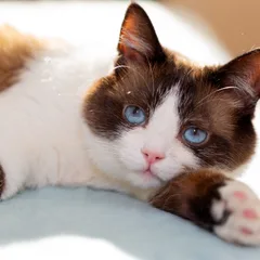 Snowshoe