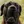 Dogo Canario