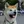 Akita Inu