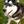 Alaskan Klee Kai