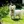 West Highland White Terrier