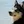 Alaskan Klee Kai