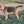 Welsh Terrier