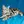 American Shorthair