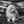 Bichon à poil frisé