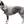 Australian Cattle Dog