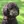 Caniche