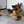 Berger allemand