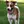 Jack Russell Terrier