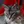 Maine Coon