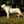 Dogue Argentin