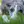Greyhound