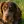 Picardischer Spaniel