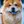 Chow Chow
