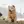 Chow Chow