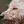 Labradoodle
